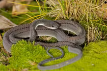 Bí ẩn loài rắn kỳ lạ ở Đông Nam Á, có vảy như rồng