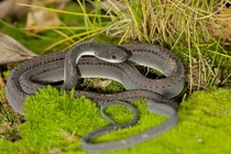 Bí ẩn loài rắn kỳ lạ ở Đông Nam Á, có vảy như rồng