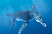 Khám phá Liopleurodon, kẻ săn mồi khổng lồ của biển Jura