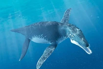 Khám phá Liopleurodon, kẻ săn mồi khổng lồ của biển Jura