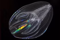 Khám phá loài động vật cổ xưa với khả năng tái sinh đáng kinh ngạc