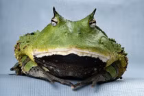 Khám phá loài ếch hung dữ, ngụy trang tuyệt vời trong rừng mưa