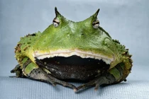 Khám phá loài ếch hung dữ, ngụy trang tuyệt vời trong rừng mưa