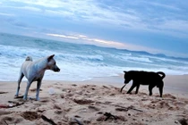 Khám phá bí mật thú vị về giống chó Phú Quốc nổi tiếng Việt Nam