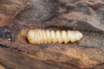 Mọt gỗ nhỏ bé gây thiệt hại khổng lồ khắp thế giới