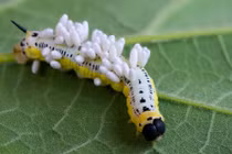 Sự thật gây sốc ký sinh trùng biến động vật thành zombie