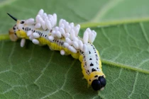 Sự thật gây sốc ký sinh trùng biến động vật thành zombie