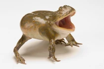 Loài ếch kỳ dị với hình dáng như bước ra từ thần thoại