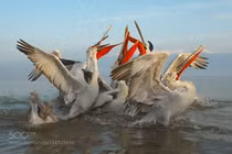 Tập tính săn mồi độc đáo của loài chim có mỏ dị nhất thế giới