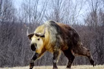 Loài vật kỳ dị mình dê, đầu bò leo núi thành thần