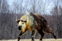 Loài vật kỳ dị mình dê, đầu bò leo núi thành thần