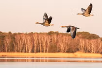 Ngỗng trời - 'bậc thầy bay đường dài' của thế giới động vật