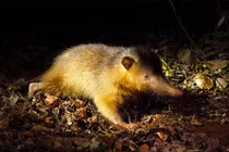 Chuột chù răng ống, hóa thạch sống cổ xưa đứng trước nguy cơ tuyệt chủng