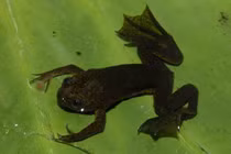 Khám phá kiểu săn mồi độc đáo của loài ếch không lưỡi