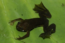 Khám phá kiểu săn mồi độc đáo của loài ếch không lưỡi