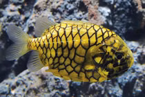 Cá quả dứa: Loài cá hiếm với vẻ ngoài giống trái dứa kỳ lạ