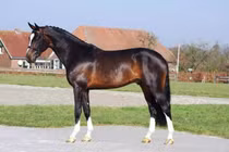 Cơ chế khóa khớp giúp ngựa tiết kiệm năng lượng khi đứng