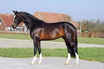 Cơ chế khóa khớp giúp ngựa tiết kiệm năng lượng khi đứng