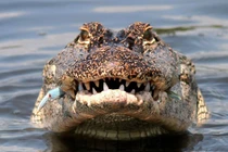 Sự thật chấn động về loài bò sát lớn nhất từng có ở Việt Nam