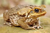 Loài ngoại lai gây họa với kích thước khổng lồ và độc tố chết người