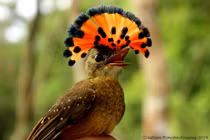 Vẻ đẹp bí ẩn của chim ruồi hoàng gia Amazon