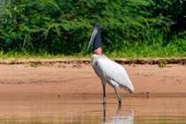 Điều thú vị về loài cò cổ cong khổng lồ 