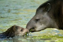 Kỳ thú loài vật nửa voi nửa heo chỉ có trong rừng rậm Nam Mỹ 