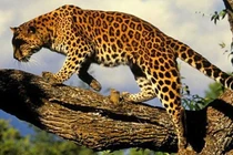 Giải mã linh vật được nền văn minh Maya tôn sùng