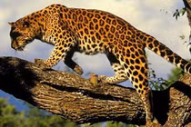 Giải mã linh vật được nền văn minh Maya tôn sùng