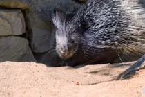 Nhím ngù Bắc Phi 'chiến binh gai nhọn' hiền lành giữa tự nhiên