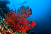 Bí ẩn san hô đỏ – báu vật đại dương được săn lùng suốt nghìn năm