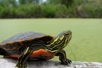 Cận cảnh loài rùa độc lạ, có bộ mai đẹp như tranh vẽ