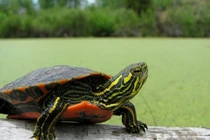 Cận cảnh loài rùa độc lạ, có bộ mai đẹp như tranh vẽ