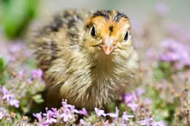 Chim cút Nhật Bản chạy nhanh như bay, 'cỗ máy đẻ trứng'