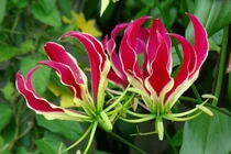 Loài cây ngót nghẻo độc nguy hiểm nhưng nở hoa đẹp kỳ lạ