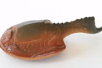 Loài cá cổ đại Drepanaspis, tấm khiên sống 350 triệu năm trước