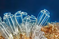 Vì sao sinh vật biển giống 'túi nhựa' lại là họ hàng xa của con người?