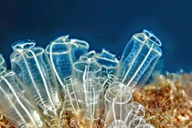 Vì sao sinh vật biển giống 'túi nhựa' lại là họ hàng xa của con người?