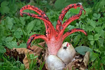 Khám phá nấm ngón tay quỷ: Loài nấm kỳ dị từ châu Úc