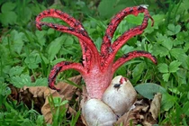  Loài nấm kỳ dị từ châu Úc