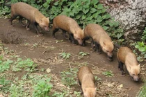 Chó bụi Nam Mỹ: Thợ săn nhỏ bé nhưng đáng gờm trong rừng rậm