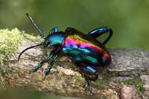 Bọ ánh kim chân ếch: loài côn trùng độc đáo với đôi chân khổng lồ