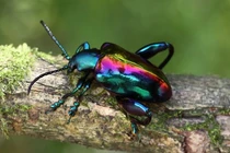 Bọ ánh kim chân ếch: loài côn trùng độc đáo với đôi chân khổng lồ