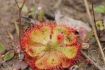 Cây trói gà ở Việt Nam săn mồi đỉnh cỡ nào?