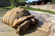 Khám phá loài rùa cựa châu Phi độc đáo, khả năng thích nghi khắc nghiệt