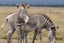 Cận cảnh loài ngựa vằn lớn nhất hành tinh còn tồn tại, nặng gần nửa tấn 