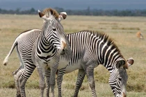 Cận cảnh loài ngựa vằn lớn nhất hành tinh còn tồn tại, nặng gần nửa tấn 