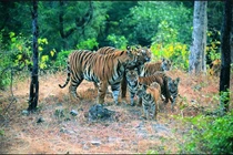 Vùng đất kỳ diệu - thiên đường của động vật quý hiếm