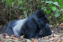 Bảo vệ khu rừng núi lửa Kahuzi-Biéga giữa thách thức xung đột và phát triển