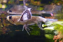 Loài cá có thể 'bay' khỏi mặt nước, sát thủ ẩn mình như chiếc lá